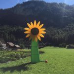 Skydancer Sonnenblume mieten